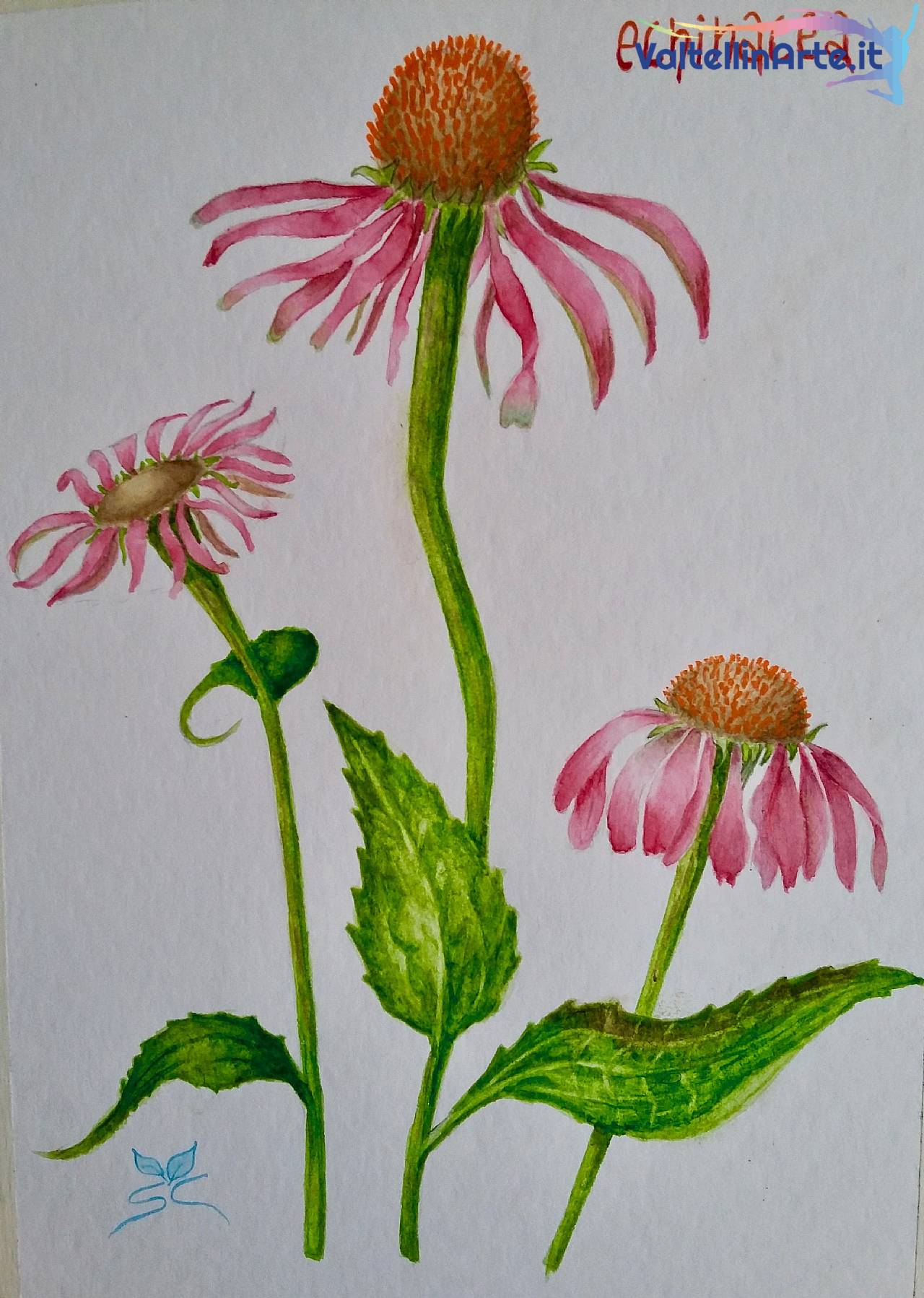 Echinacea