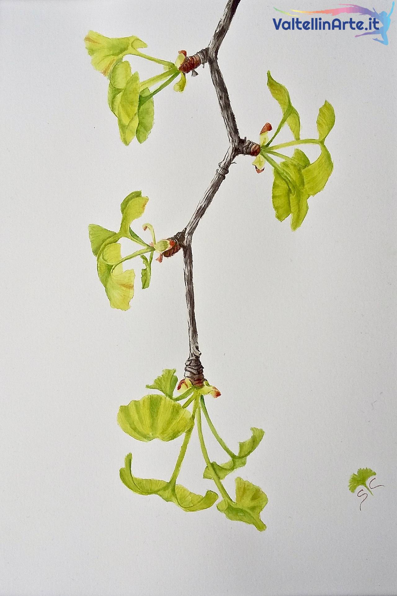 Ginko in germoglio