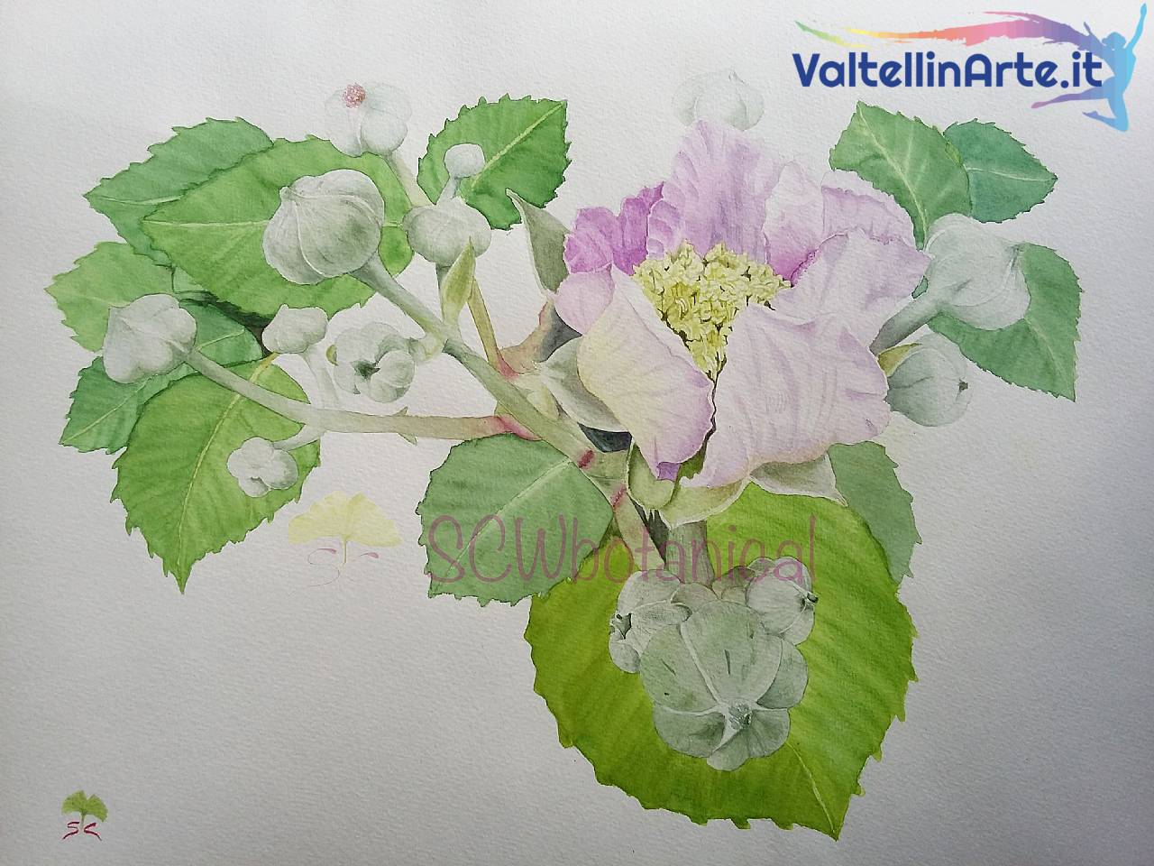 Fiore di mora