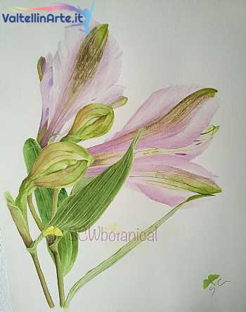 Alstroemeria purpura - Giglio del PerÃ¹