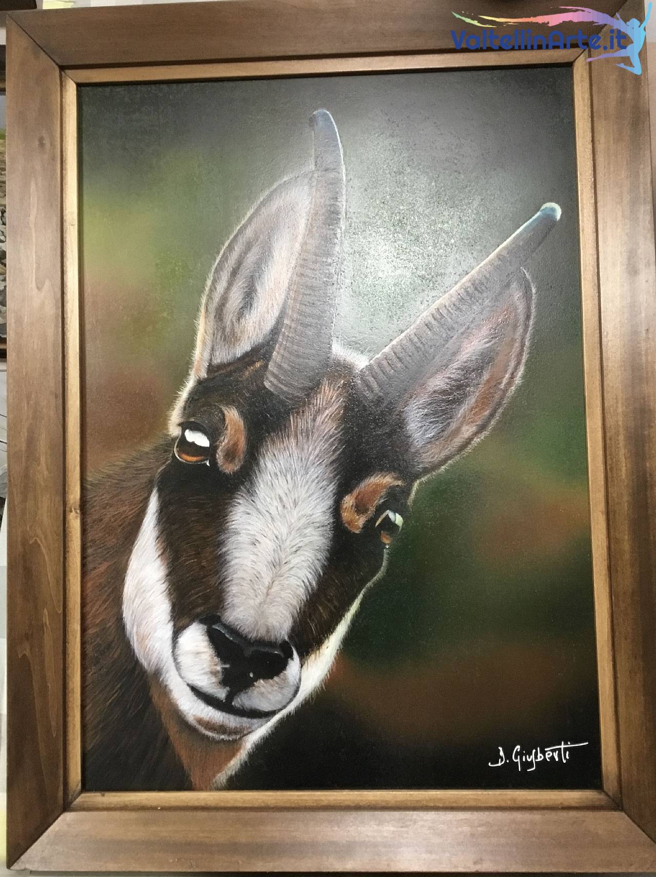 Camoscio ritratto