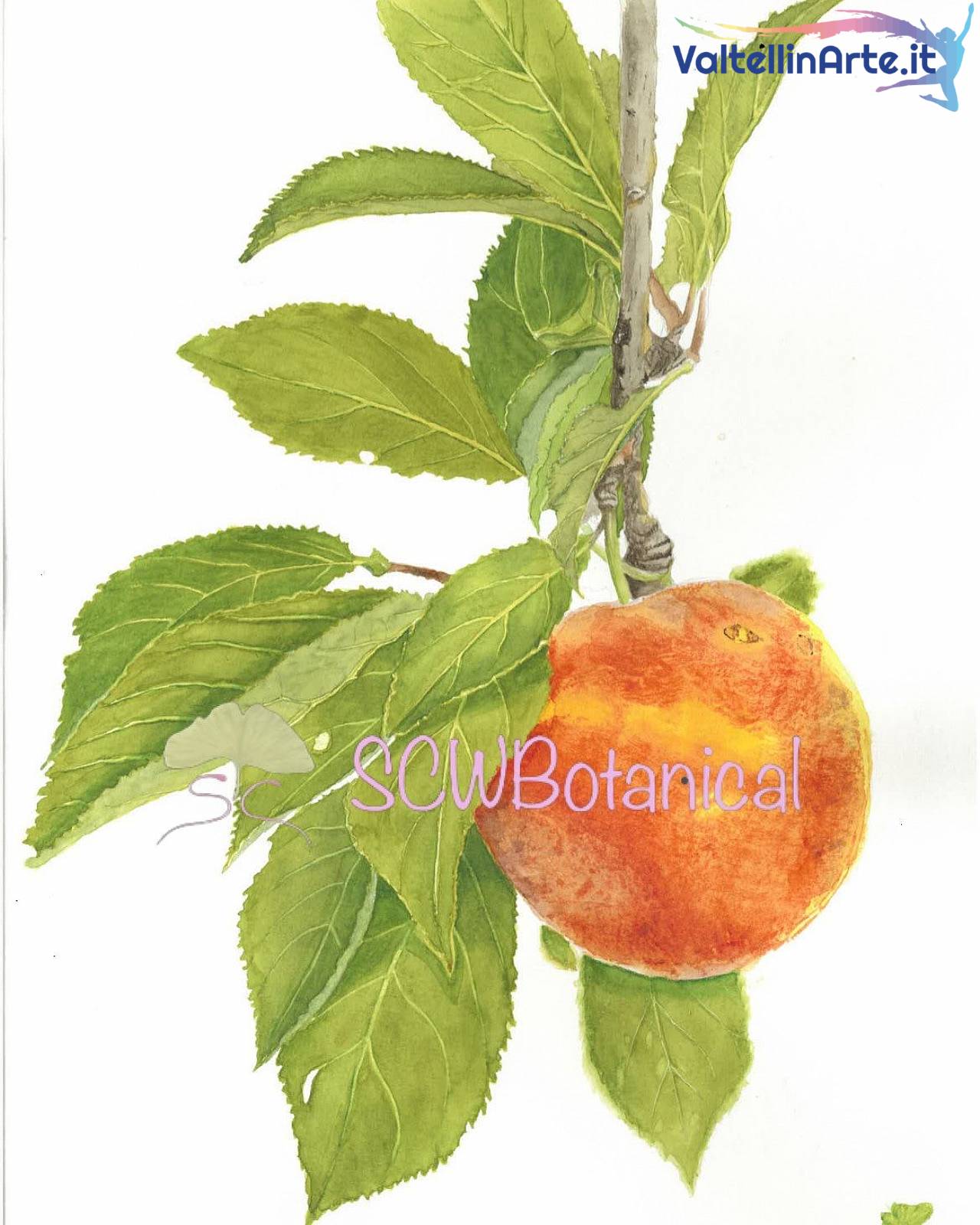Prune - Prugna