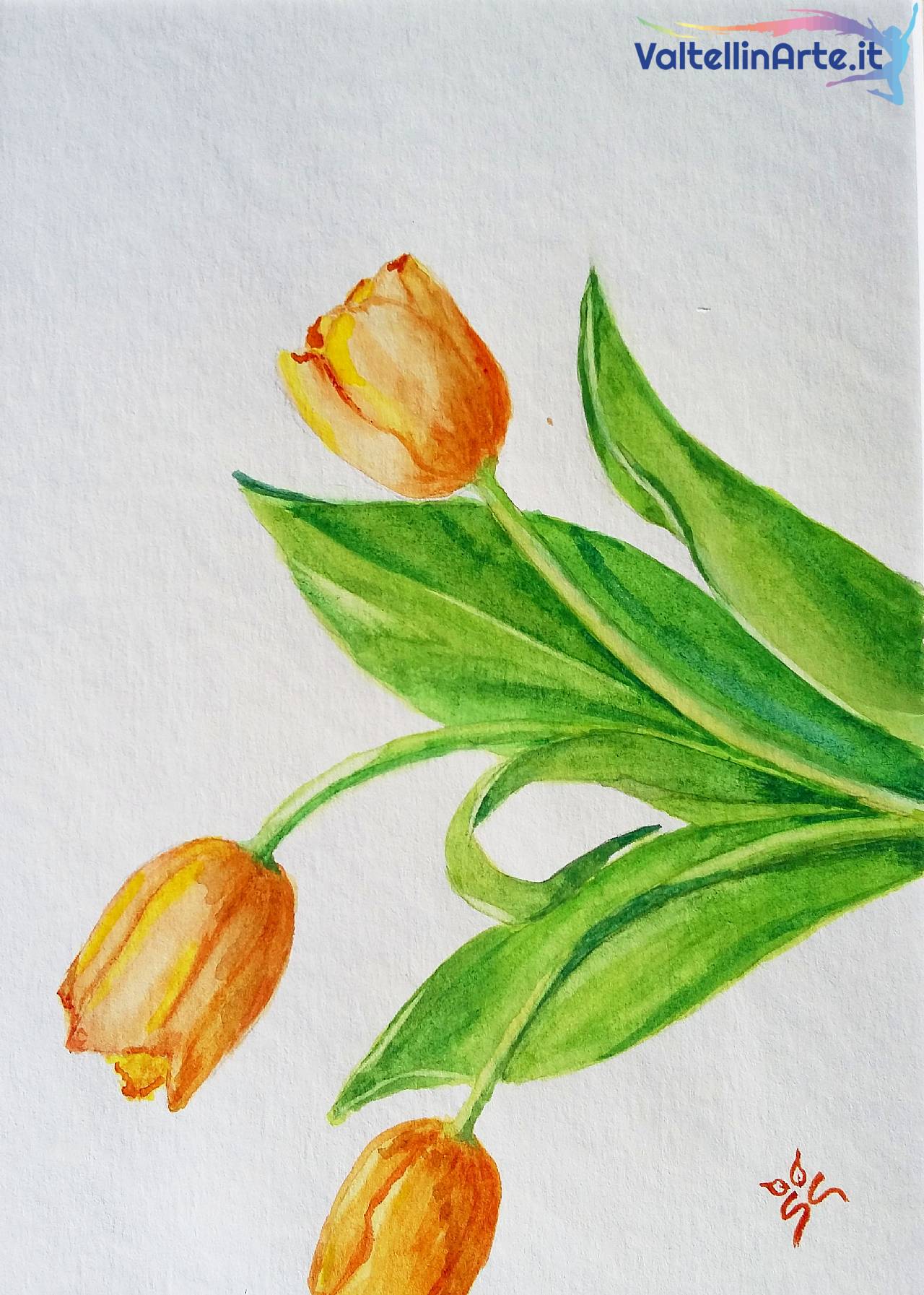 Tulipani